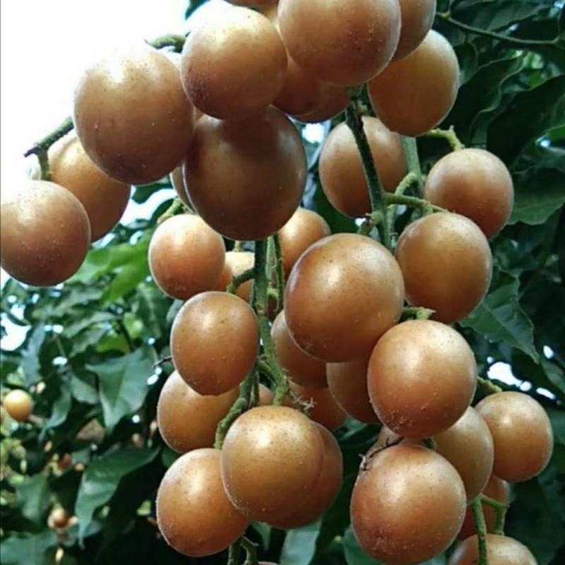 黑黄皮苗，产量高，不易裂果，可裸根，打泥球，杯苗