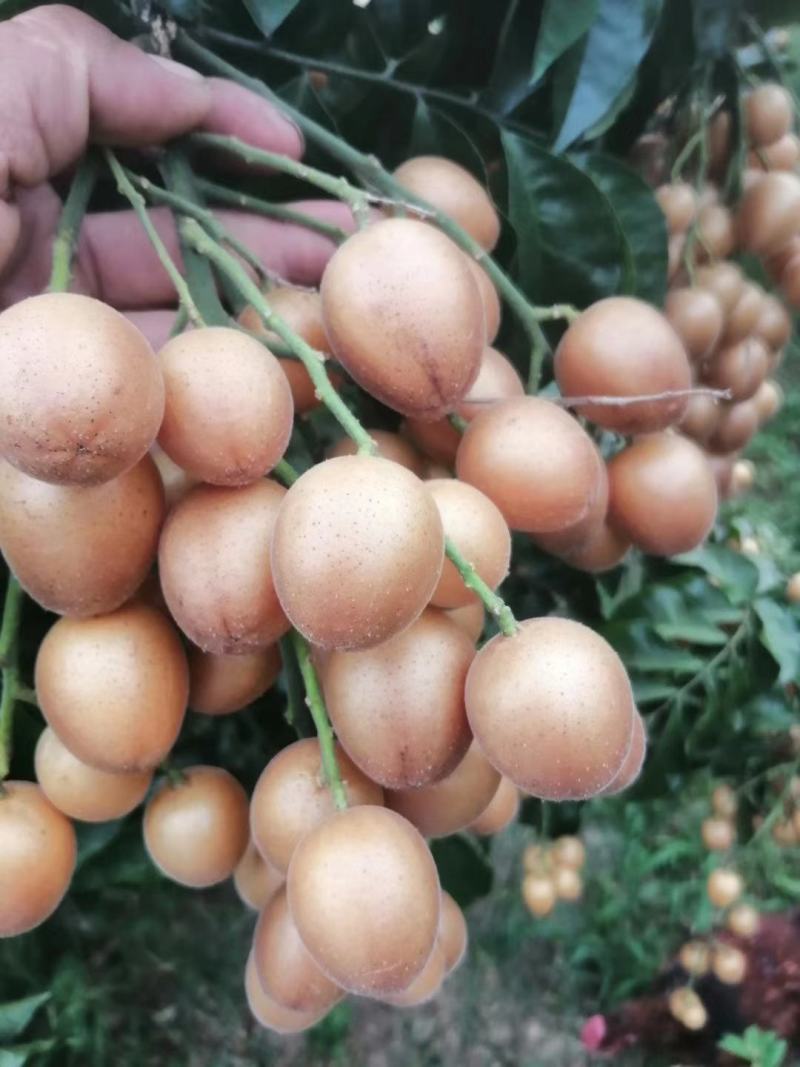 黑黄皮苗，产量高，不易裂果，可裸根，打泥球，杯苗