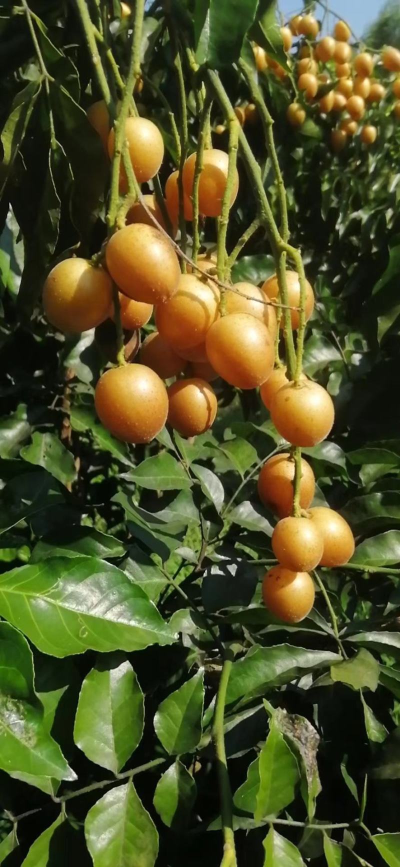 黑黄皮苗，产量高，不易裂果，可裸根，打泥球，杯苗