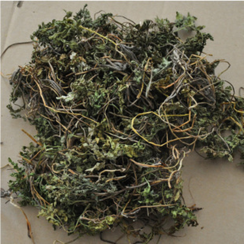 小春花阴地蕨一朵云中药材批发零售产地直销