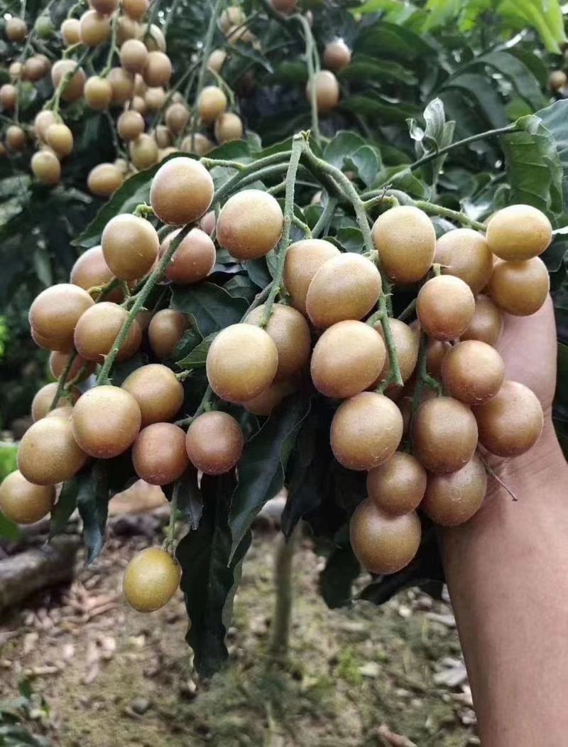 黑黄皮苗，产量高，不易裂果，可裸根，打泥球，杯苗