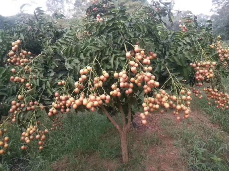 黑黄皮苗，产量高，不易裂果，可裸根，打泥球，杯苗