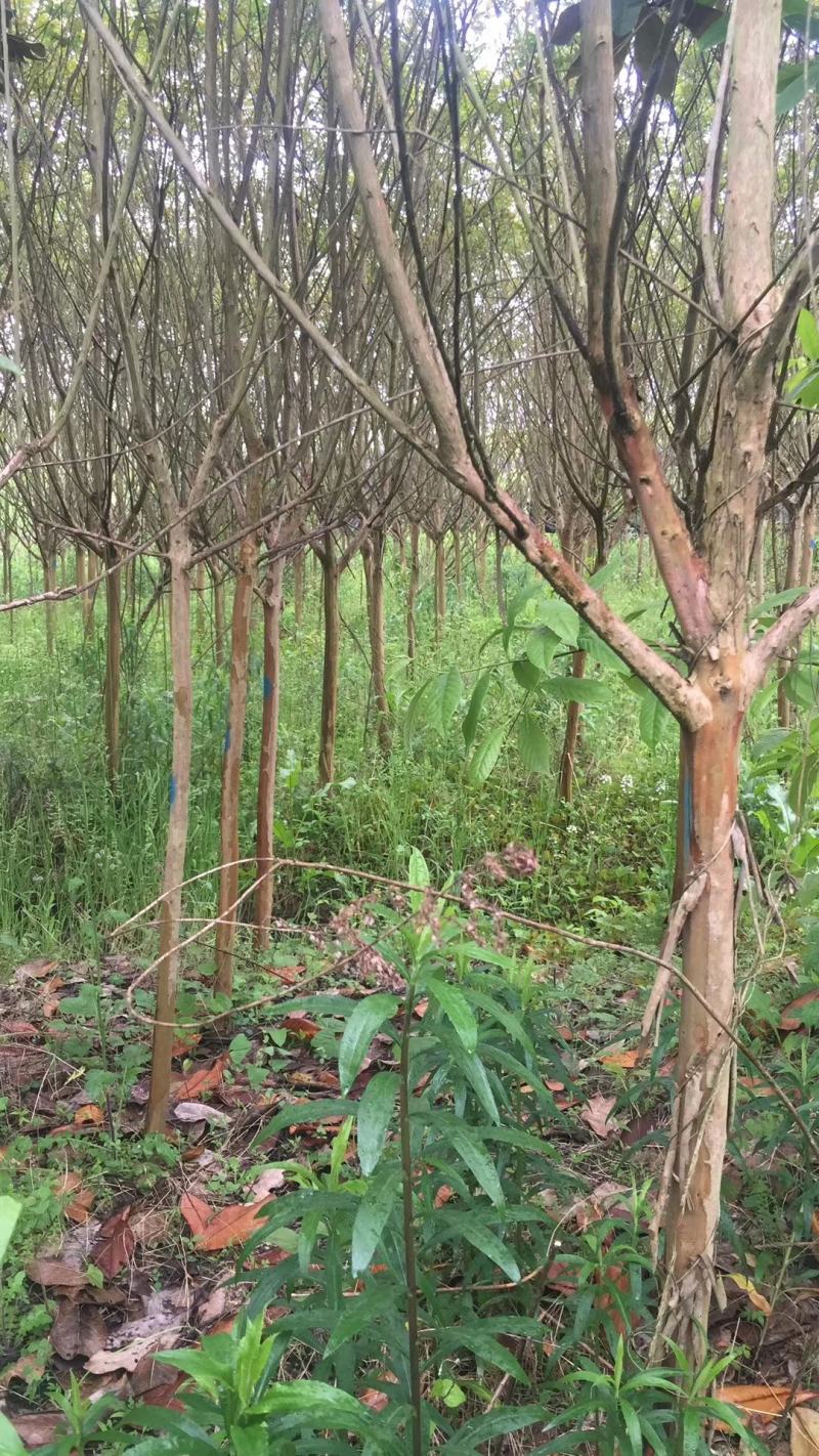 紫薇速生紫薇小苗1/20公分红火箭大红花紫薇小苗