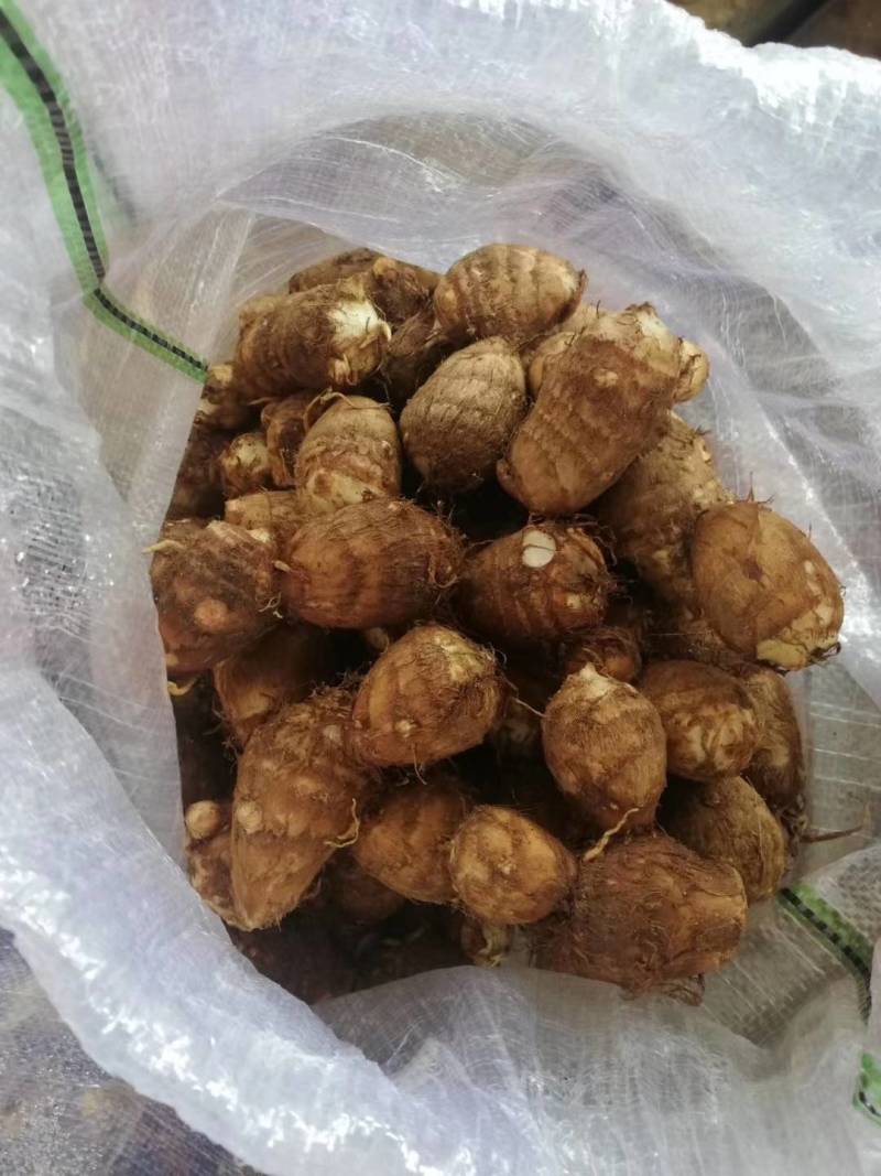 精品芋头，芋头，芋头8520，8520货源充足一手货源