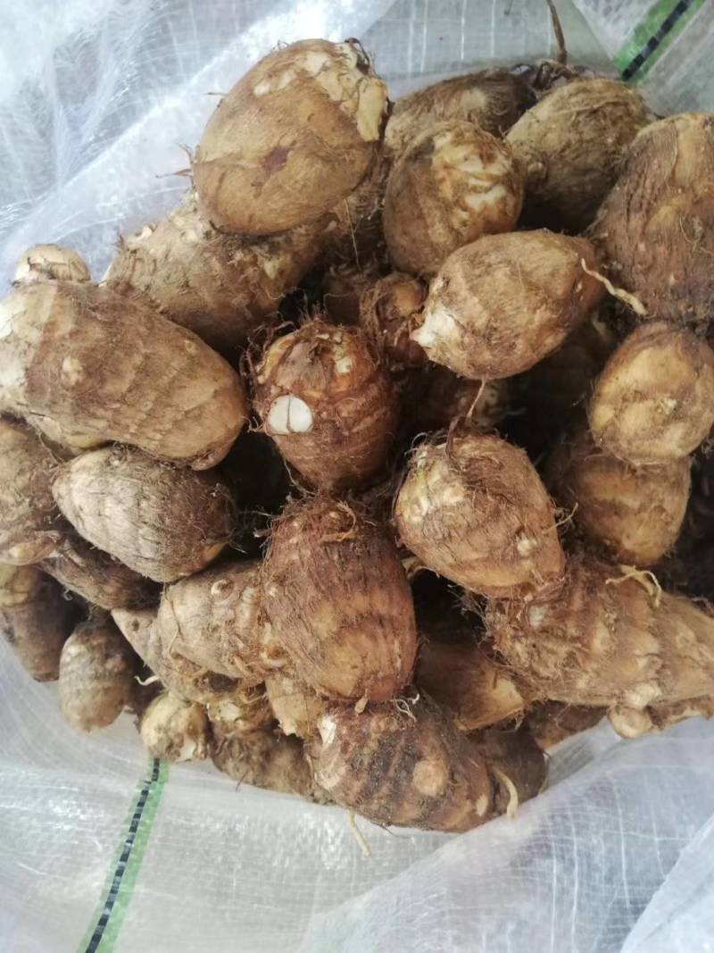 精品芋头，芋头，芋头8520，8520货源充足一手货源