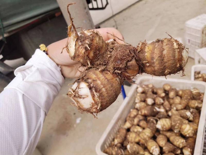 精品芋头，芋头，芋头8520，8520货源充足一手货源