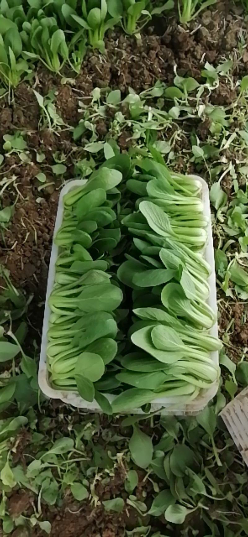 产地直供上海青，山东小油菜，大量供应，诚信为本，质量保证
