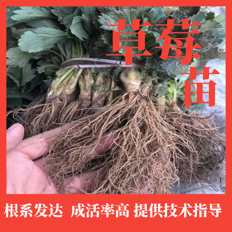 【精选】妙香7号草莓苗妙香7号草莓苗提供技术指导