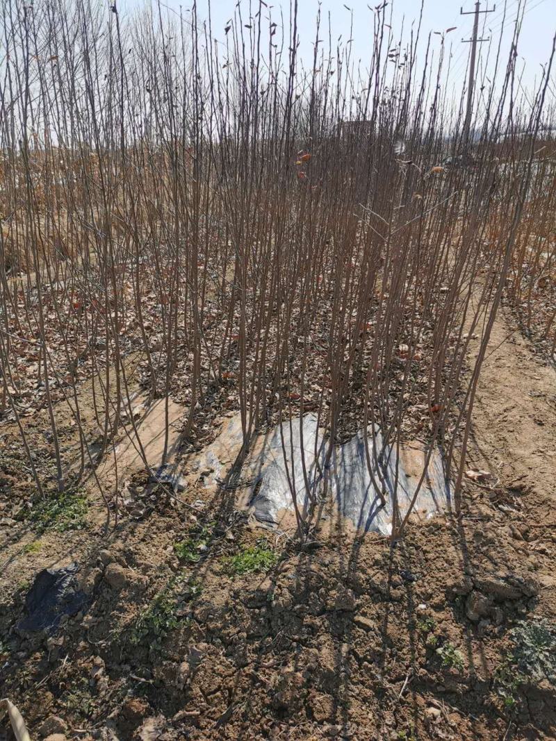 【精选】红肉苹果苗红色之爱苹果苗根系发达红肉苹果苗