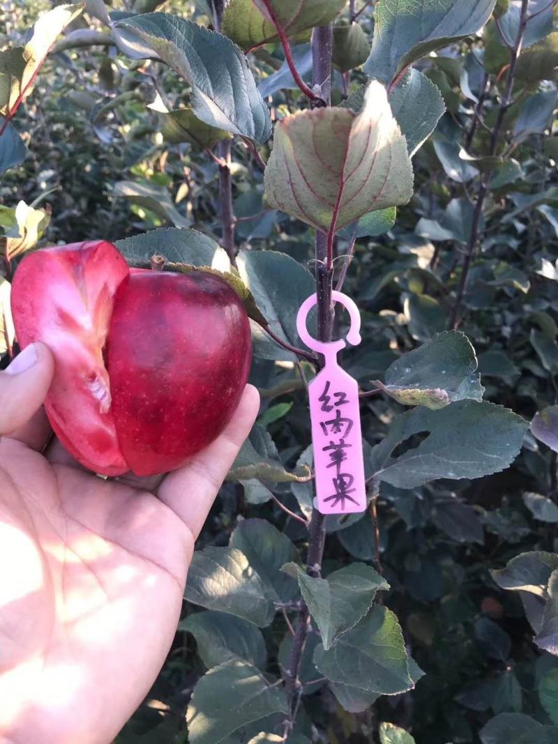【精选】红肉苹果苗红色之爱苹果苗根系发达红肉苹果苗