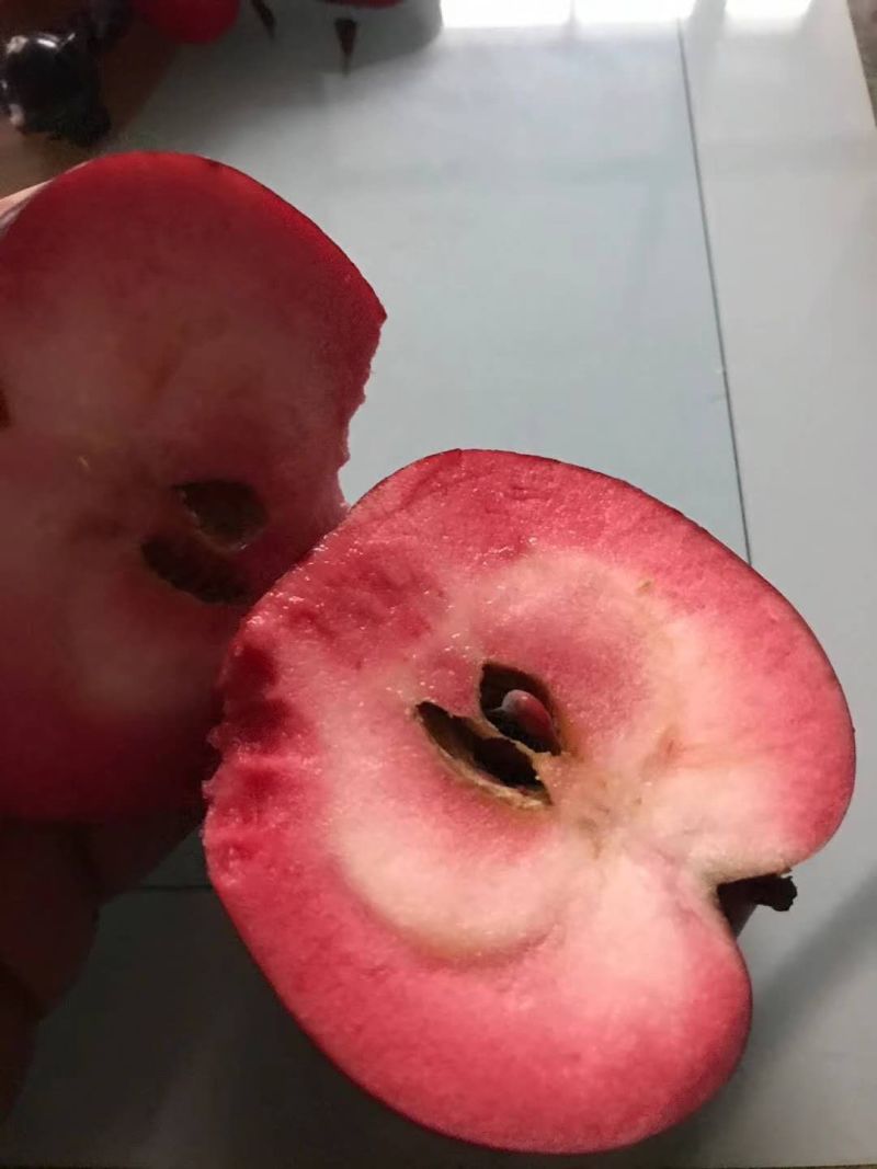 【精选】红肉苹果苗红色之爱苹果苗根系发达红肉苹果苗
