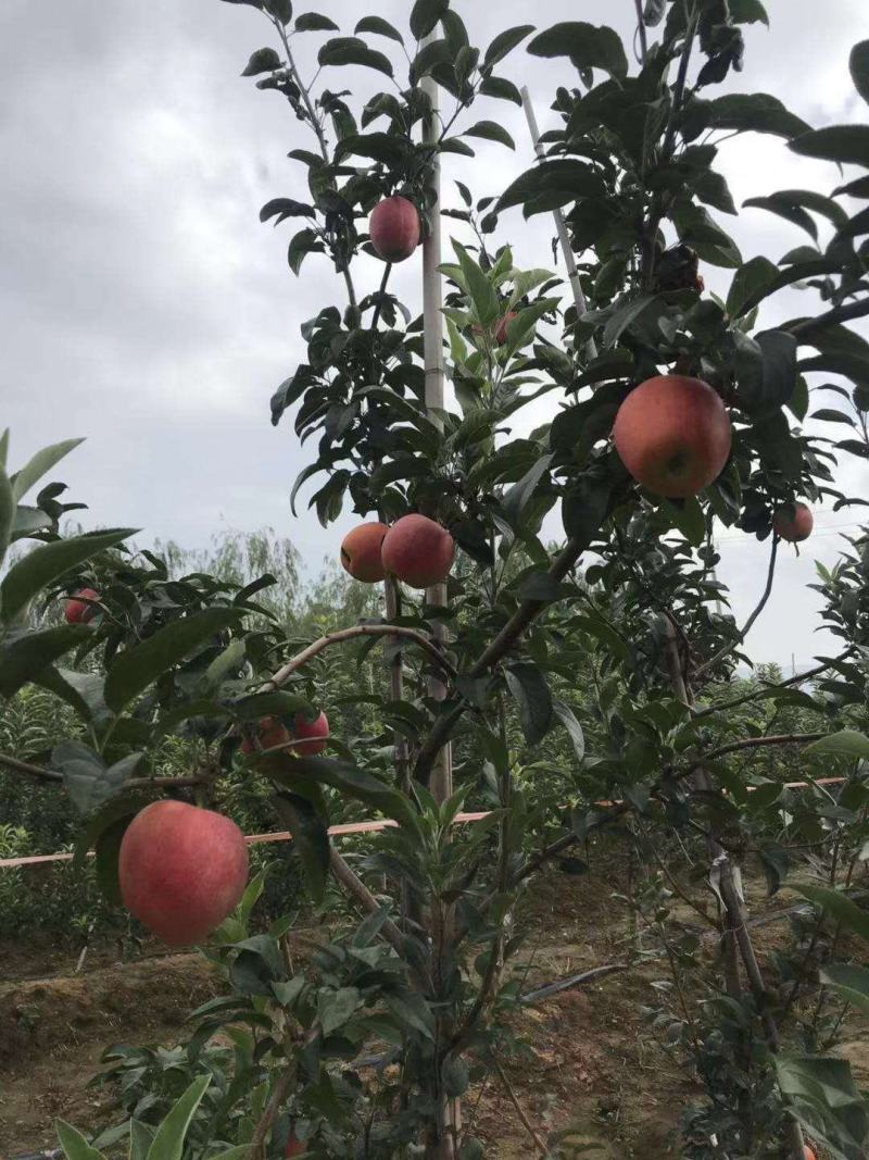【精选】红肉苹果苗红色之爱苹果苗根系发达红肉苹果苗