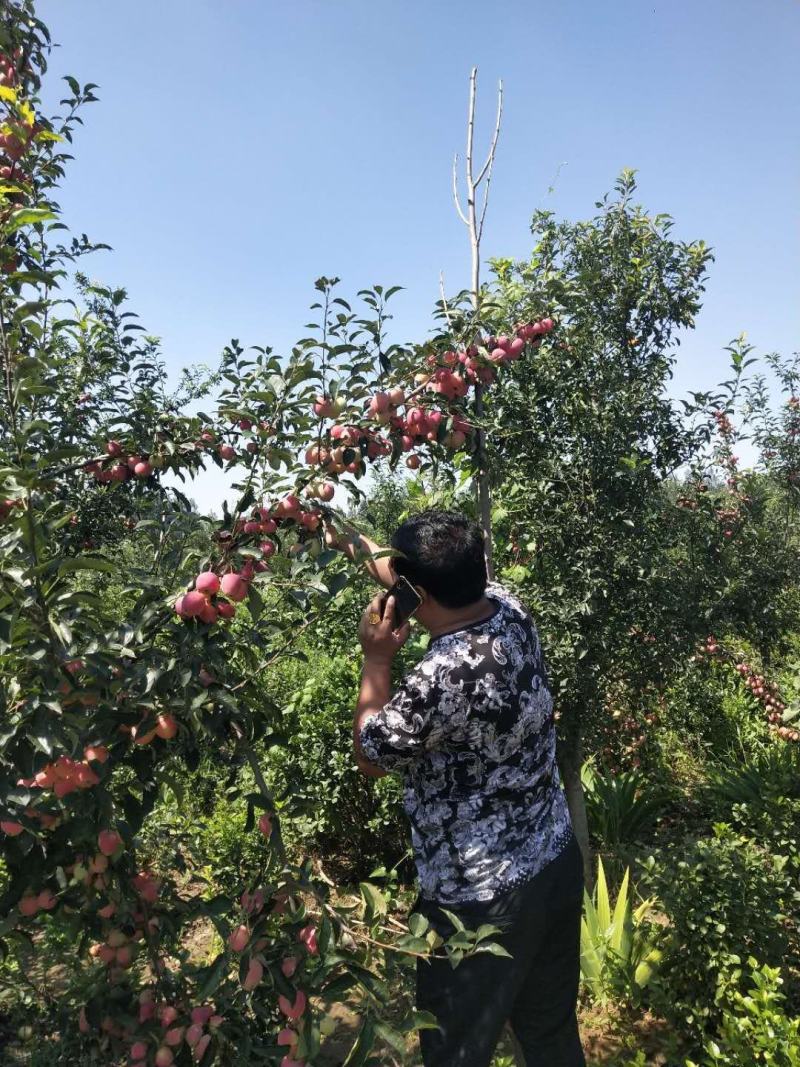 【精选】红肉苹果苗红色之爱苹果苗根系发达红肉苹果苗
