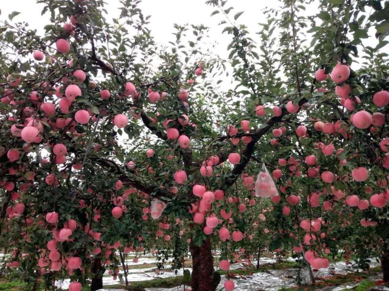【精选】红肉苹果苗红色之爱苹果苗根系发达红肉苹果苗