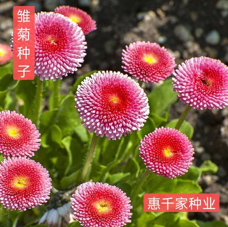 雏菊种子进口小雏菊种子乒乓菊种子易种活夏季驱蚊花卉种子