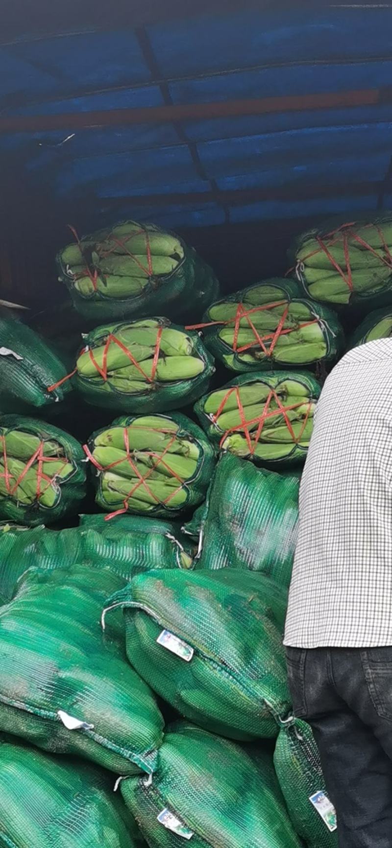 太白县高山精品太阳花水果玉米大量上市中，品质优，口感好！
