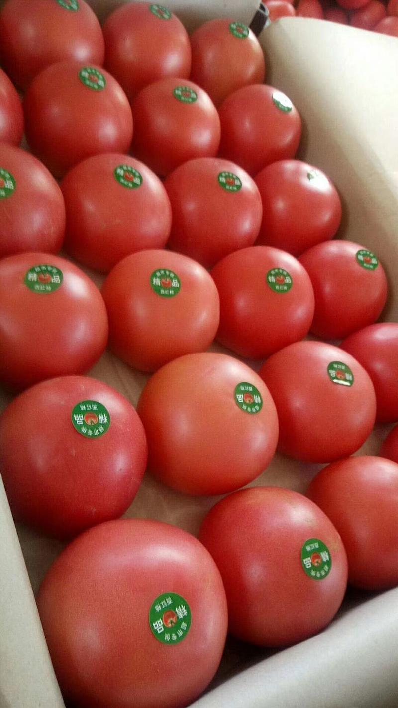 西红柿，棚货硬粉西红柿色好，果形正，硬硬硬