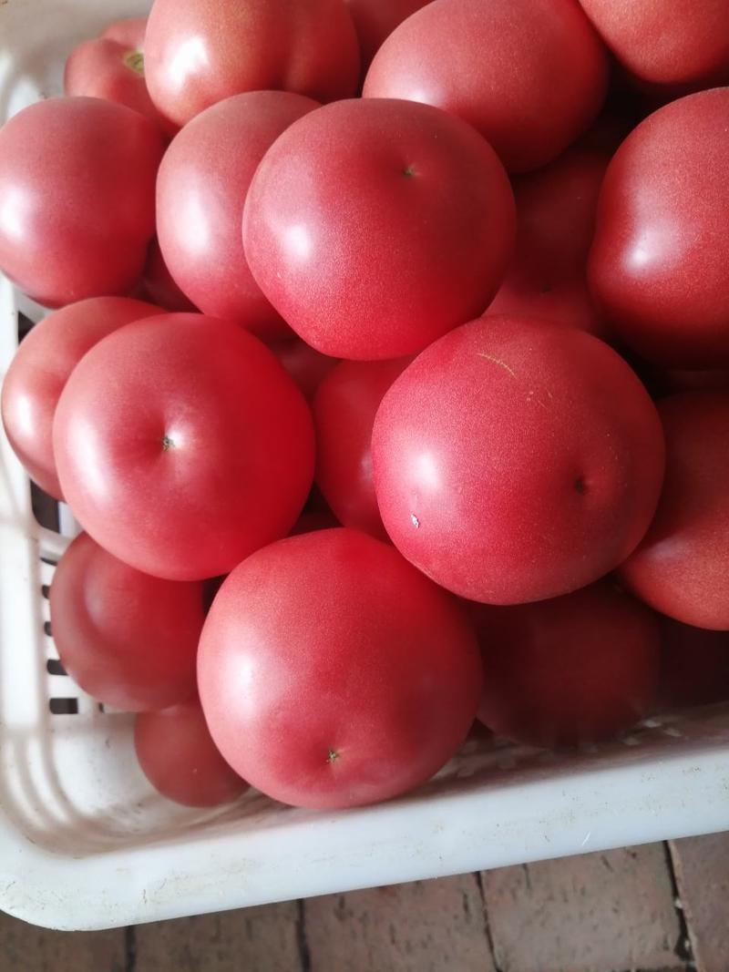 西红柿，棚货硬粉西红柿色好，果形正，硬硬硬