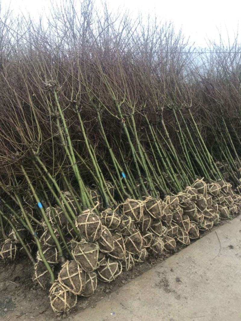 鸡爪槭小叶鸡爪槭苗1/20公分鸡爪槭小苗工程苗苗圃直发