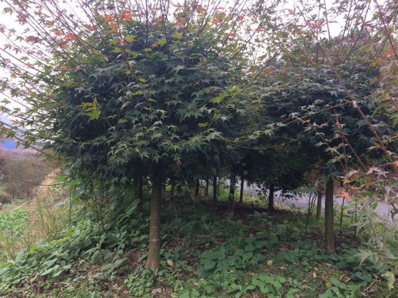 鸡爪槭小叶鸡爪槭苗1/20公分鸡爪槭小苗工程苗苗圃直发