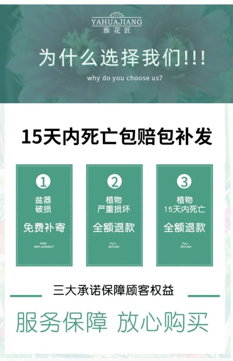 开花品种绯花玉仙人球盆栽室内花卉防辐射仙人掌桌面多肉植物