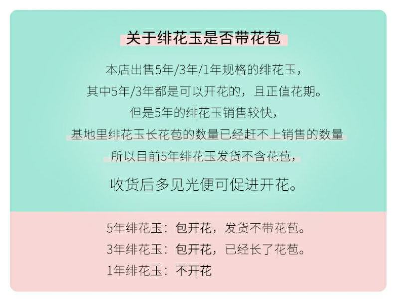 开花品种绯花玉仙人球盆栽室内花卉防辐射仙人掌桌面多肉植物