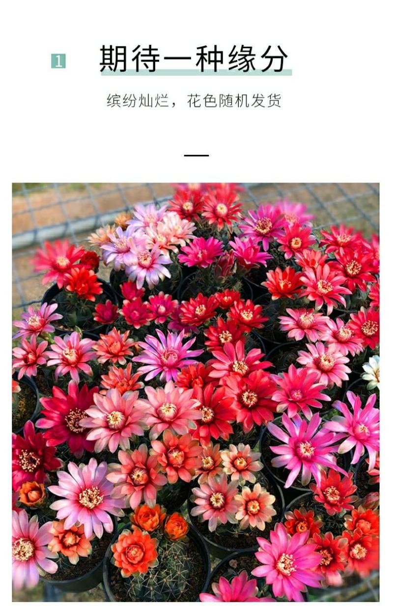 开花品种绯花玉仙人球盆栽室内花卉防辐射仙人掌桌面多肉植物