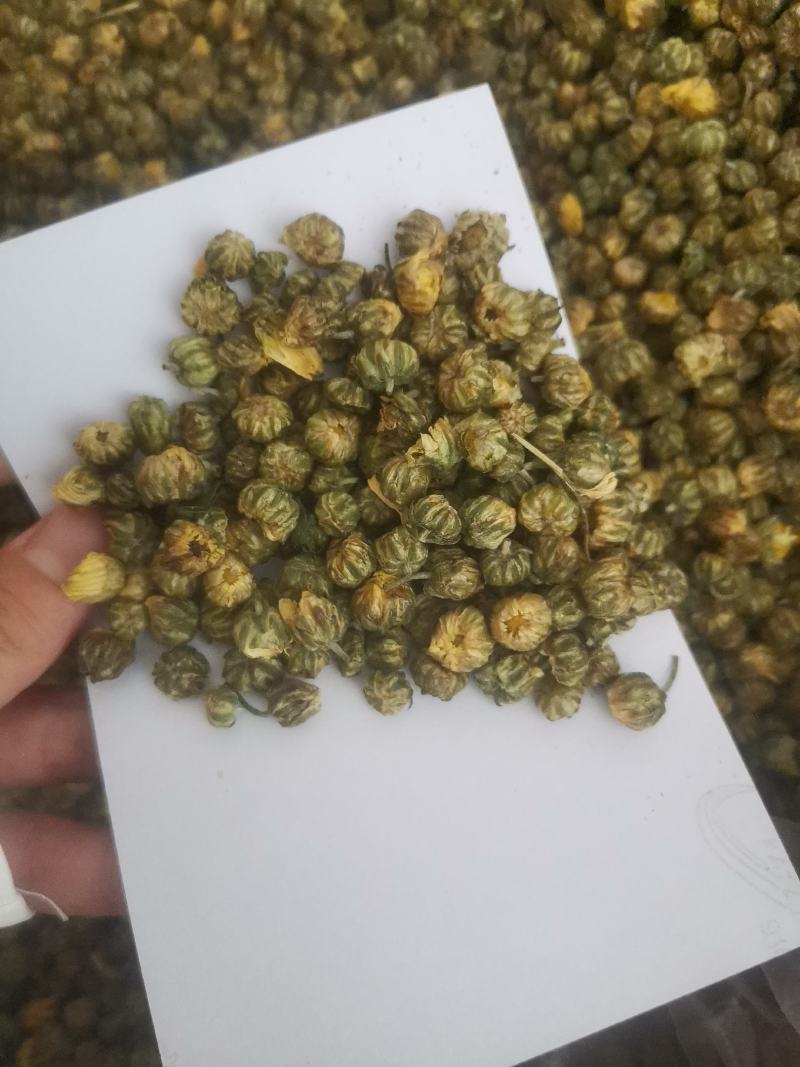 胎菊米苏胎菊产地直供可视频看货