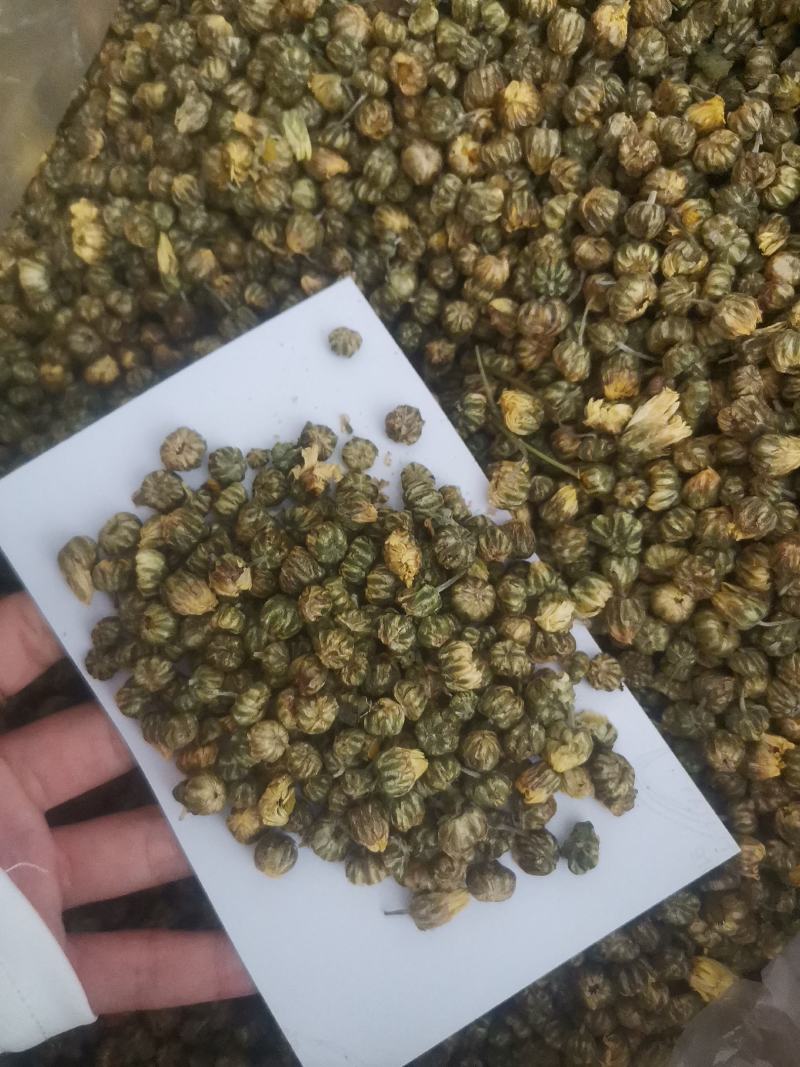 胎菊米苏胎菊产地直供可视频看货