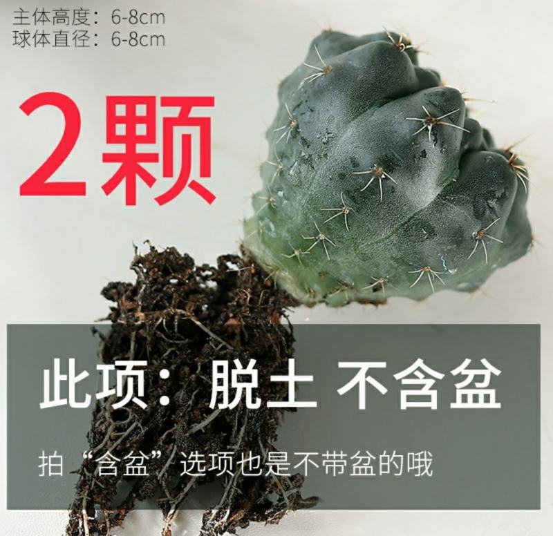 开花品种绯花玉仙人球盆栽室内花卉防辐射仙人掌桌面多肉植物