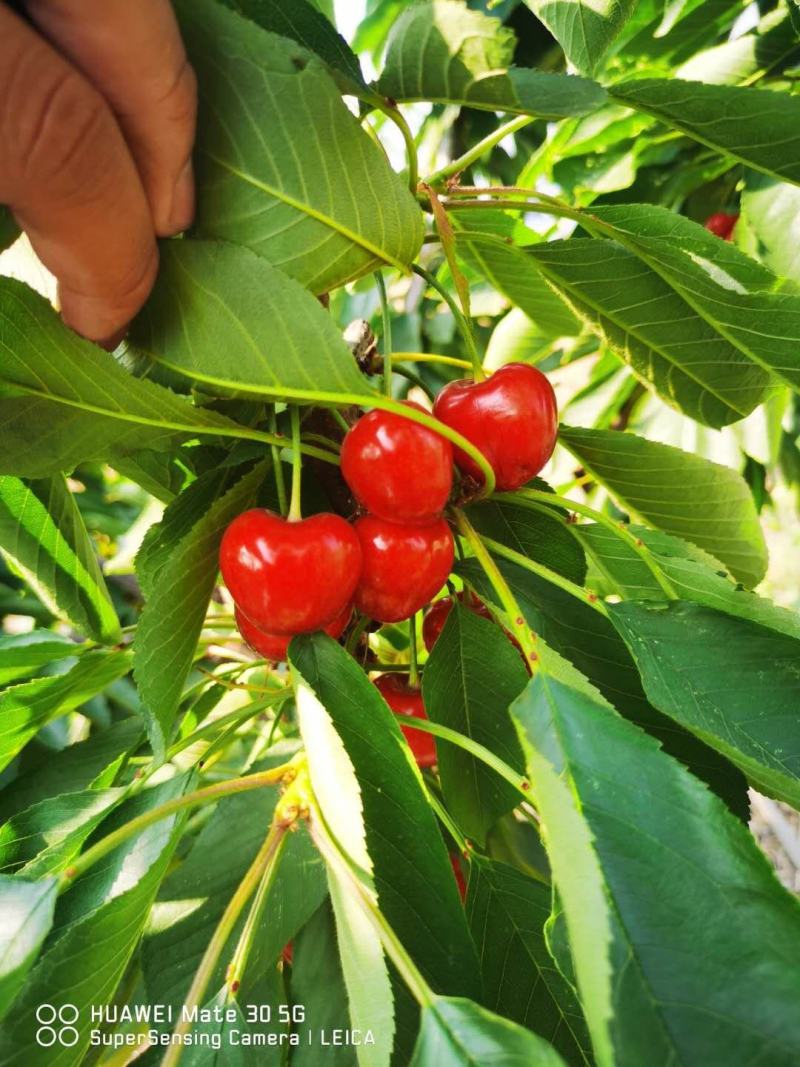 【推荐】黑珍珠樱桃苗瑞德樱桃苗矮化樱桃树苗结果早