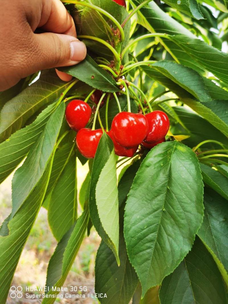 【推荐】黑珍珠樱桃苗瑞德樱桃苗矮化樱桃树苗结果早