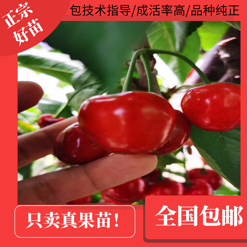 【推荐】黑珍珠樱桃苗瑞德樱桃苗矮化樱桃树苗结果早