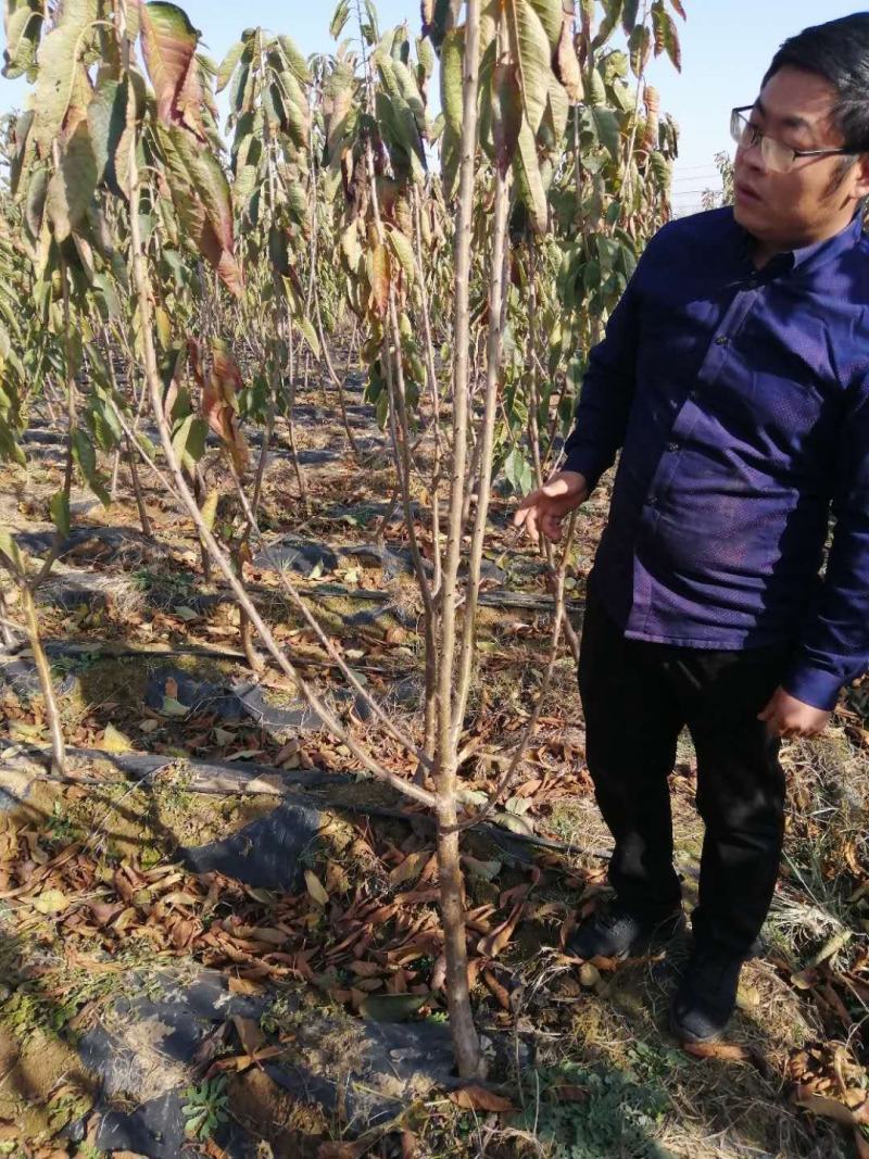 【推荐】黑珍珠樱桃苗瑞德樱桃苗矮化樱桃树苗结果早