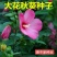 大花秋葵种子