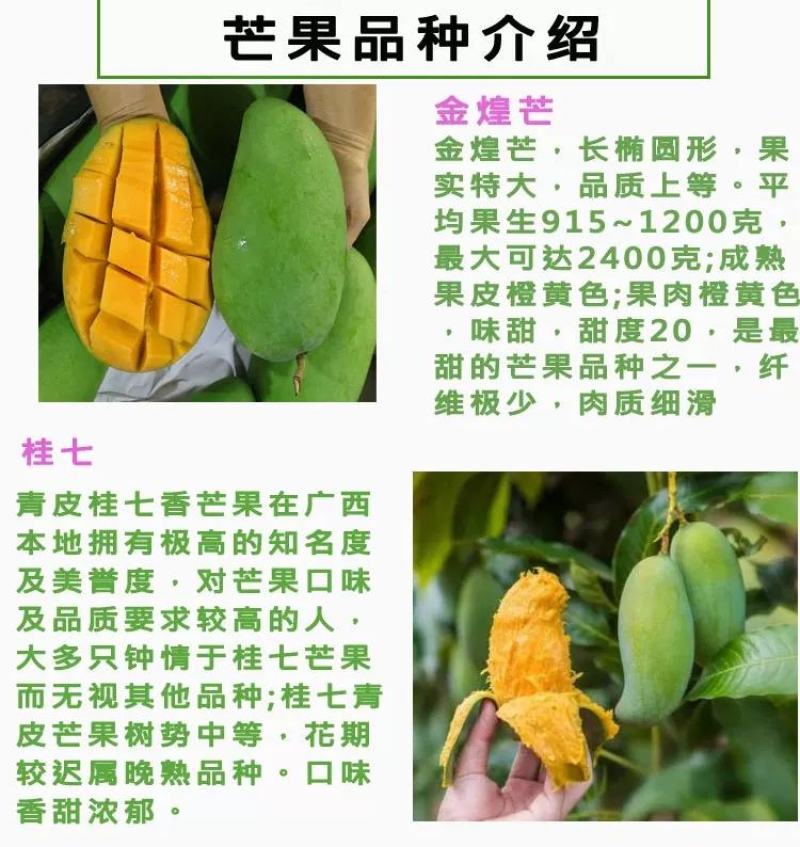 嫁接金煌，桂七，四季芒，红贵妃，基地直发，一手货源