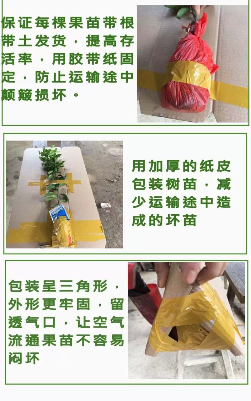 嫁接金煌，桂七，四季芒，红贵妃，基地直发，一手货源