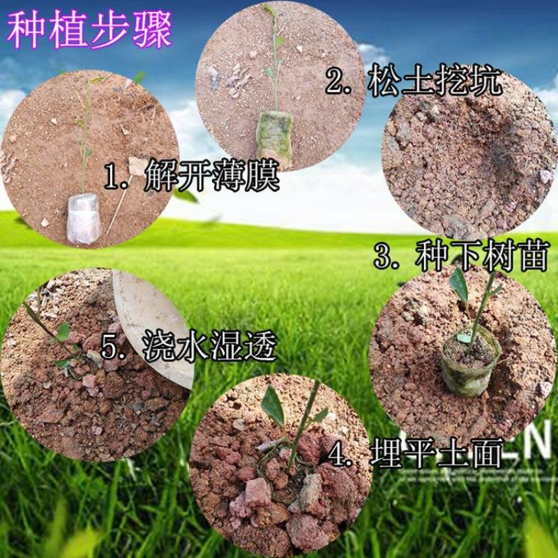 嫁接金煌，桂七，四季芒，红贵妃，基地直发，一手货源