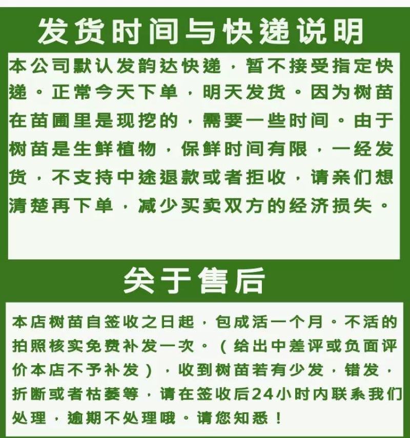 嫁接金煌，桂七，四季芒，红贵妃，基地直发，一手货源