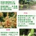 嫁接金煌，桂七，四季芒，红贵妃，基地直发，一手货源