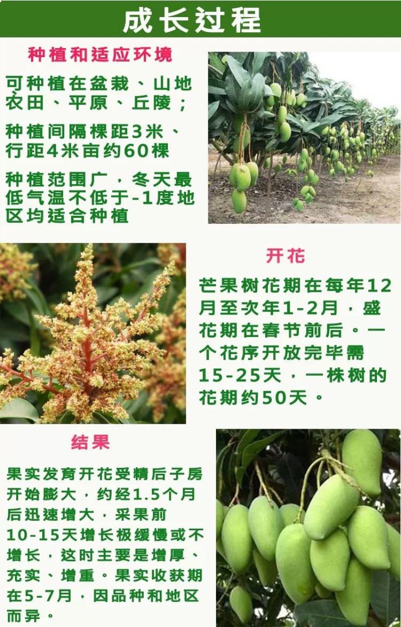 嫁接金煌，桂七，四季芒，红贵妃，基地直发，一手货源