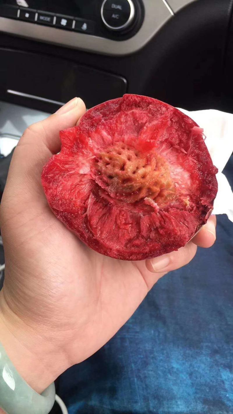 【精选】血桃苗中华血桃苗根系发达血桃树苗产量高适应性