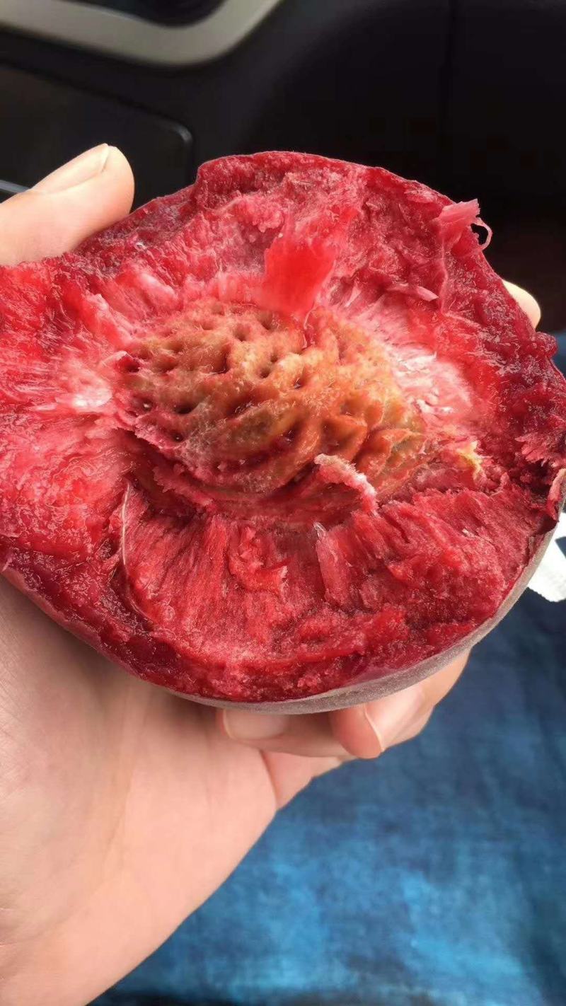 【精选】血桃苗中华血桃苗根系发达血桃树苗产量高适应性