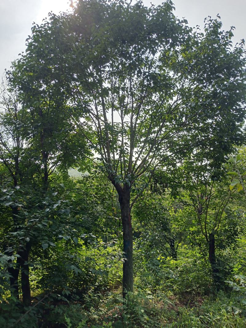 杜种，大量供应各种杜种，有35年的种植经验。有专业的技术