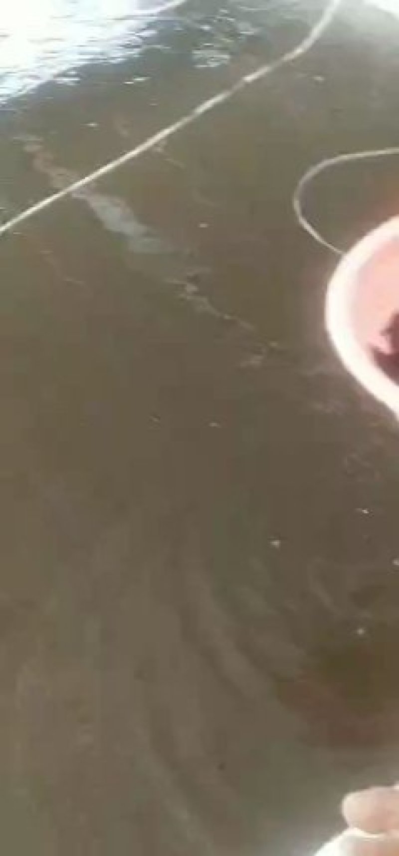 大量供应塘角鱼苗(塘虱鱼苗)