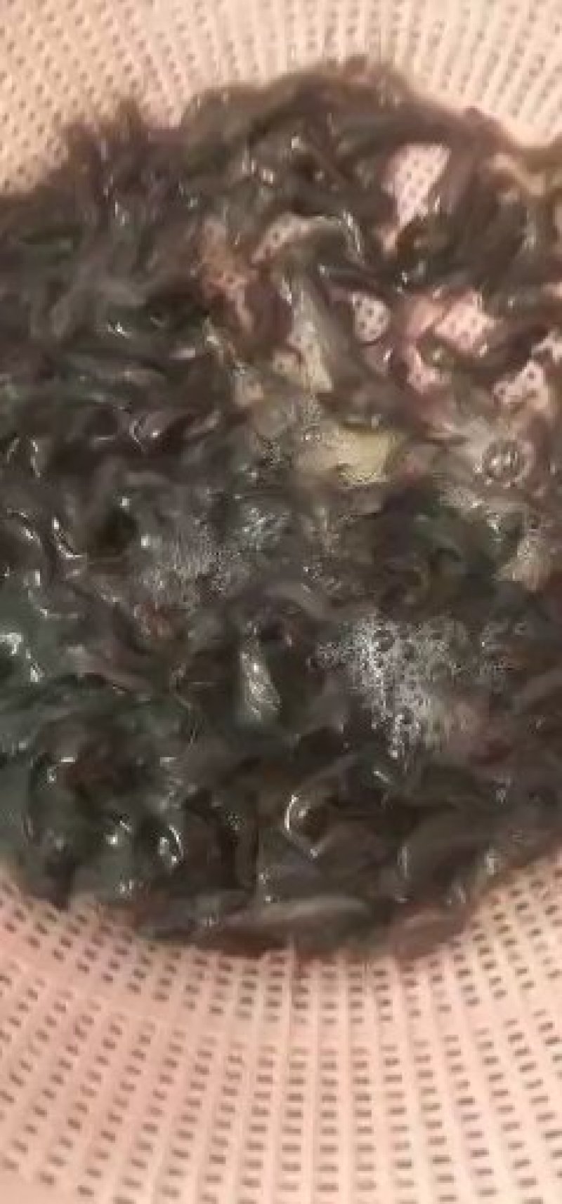 大量供应塘角鱼苗(塘虱鱼苗)
