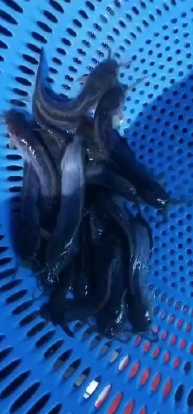 大量供应塘角鱼苗(塘虱鱼苗)