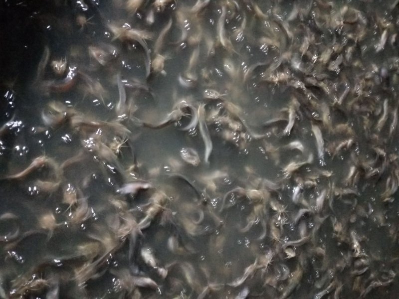 大量供应塘角鱼苗(塘虱鱼苗)