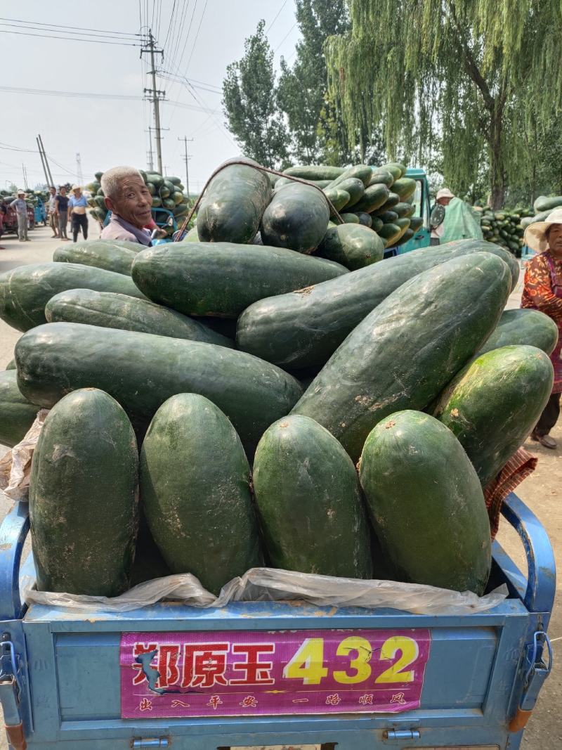 黑皮冬瓜产地代销图片真实质量保证代发全国