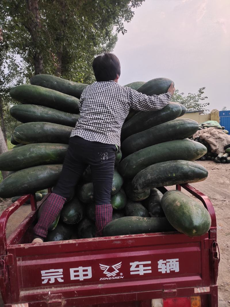 黑皮冬瓜产地代销图片真实质量保证代发全国